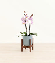 Load image into Gallery viewer, Misty Blue stand:walnut
