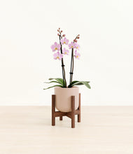 Load image into Gallery viewer, Sandy Pink stand:walnut