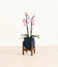 Load image into Gallery viewer, Twilight Blue stand:walnut