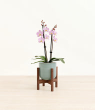 Load image into Gallery viewer, Reactive Aqua stand:walnut