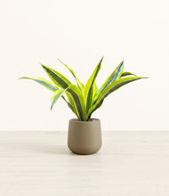 Load image into Gallery viewer, Olive*****Profile