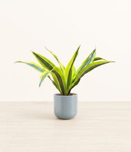 Load image into Gallery viewer, Misty Blue*****Profile