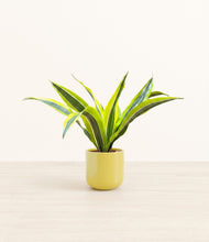 Load image into Gallery viewer, Key Lime Yellow*****Profile