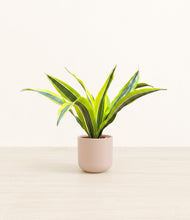 Load image into Gallery viewer, Sandy Pink*****Profile