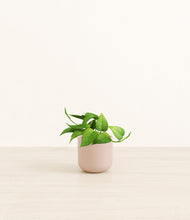 Load image into Gallery viewer, Sandy Pink*****Profile