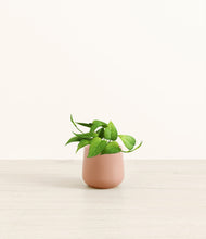 Load image into Gallery viewer, Calm Rose*****Profile