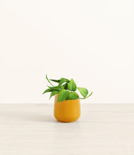 Load image into Gallery viewer, Mustard*****Profile