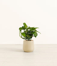 Load image into Gallery viewer, Almond Green*****Profile