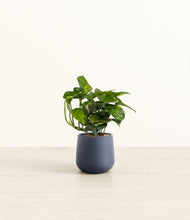 Load image into Gallery viewer, Deep Navy*****Profile