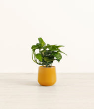 Load image into Gallery viewer, Mustard*****Profile