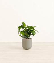 Lade das Bild in den Galerie-Viewer, Sage Green*****Profile