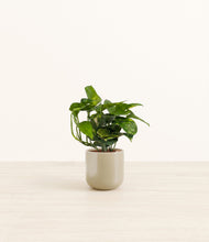 Load image into Gallery viewer, Sage Green*****Profile