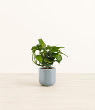 Load image into Gallery viewer, Misty Blue*****Profile