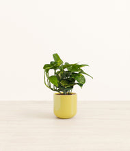 Load image into Gallery viewer, Key Lime Yellow*****Profile