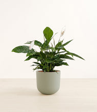 Lade das Bild in den Galerie-Viewer, Sage Green*****Profile