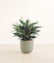 Load image into Gallery viewer, Sage Green*****Profile