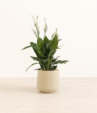 Lade das Bild in den Galerie-Viewer, Almond Green*****Profile