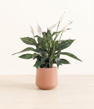 Load image into Gallery viewer, Calm Rose*****Profile