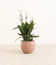 Load image into Gallery viewer, Calm Rose*****Profile