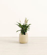 Lade das Bild in den Galerie-Viewer, Almond Green*****Profile