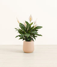 Load image into Gallery viewer, Gentle Pink*****Profile