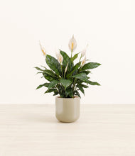 Load image into Gallery viewer, Sage Green*****Profile