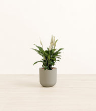 Lade das Bild in den Galerie-Viewer, Sage Green*****Profile