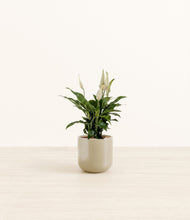 Lade das Bild in den Galerie-Viewer, Sage Green*****Profile