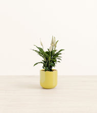 Lade das Bild in den Galerie-Viewer, Key Lime Yellow*****Profile