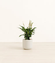 Lade das Bild in den Galerie-Viewer, Cotton White*****Profile