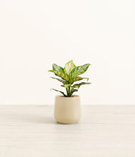 Lade das Bild in den Galerie-Viewer, Almond Green*****Profile
