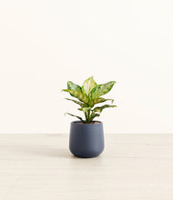 Lade das Bild in den Galerie-Viewer, Deep Navy*****Profile