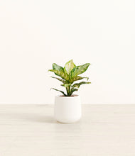 Lade das Bild in den Galerie-Viewer, White*****Profile