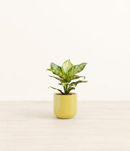 Charger l'image dans la galerie, Key Lime Yellow*****Profile
