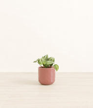 Load image into Gallery viewer, Hammered Rose Pink*****Profile