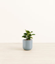 Load image into Gallery viewer, Misty Blue*****Profile