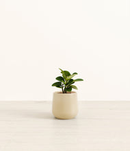 Load image into Gallery viewer, Almond Green*****Profile