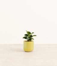Load image into Gallery viewer, Key Lime Yellow*****Profile