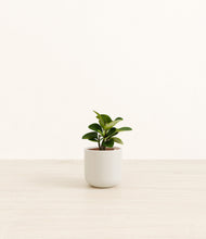 Load image into Gallery viewer, Cotton White*****Profile