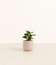 Load image into Gallery viewer, Sandy Pink*****Profile