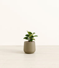 Load image into Gallery viewer, Olive*****Profile