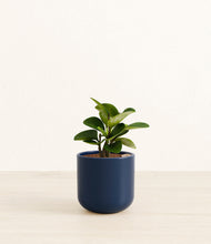 Load image into Gallery viewer, Twilight Blue*****Succulent