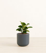 Load image into Gallery viewer, Iron Gray*****Succulent
