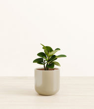Load image into Gallery viewer, Sage Green*****Succulent