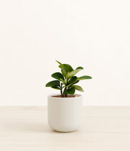 Load image into Gallery viewer, Cotton White*****Succulent