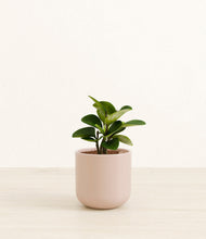Load image into Gallery viewer, Sandy Pink*****Succulent