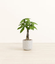 Load image into Gallery viewer, Hammered Ivory