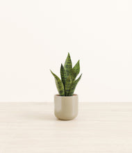 Load image into Gallery viewer, Sage Green*****Profile