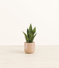 Load image into Gallery viewer, Glossy Pink*****Profile
