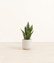 Load image into Gallery viewer, Cotton White*****Profile